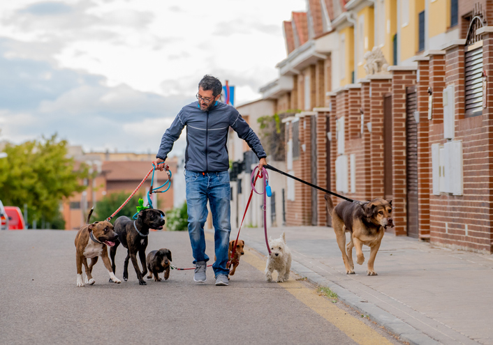 Dog walker walking a pack of dogs on leashes on a city street.
